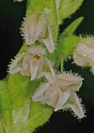 Attēlu rezultāti vaicājumam “Goodyera repens bud”