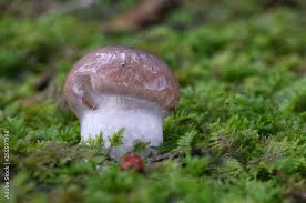 Attēlu rezultāti vaicājumam “Gomphidius glutinosus”