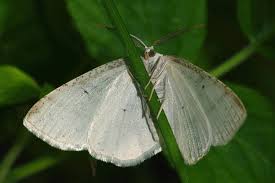 Attēlu rezultāti vaicājumam “Cabera pusaria”