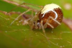Attēlu rezultāti vaicājumam “Neottiura bimaculata female”