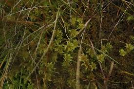 Attēlu rezultāti vaicājumam “Sphagnum cuspidatum”