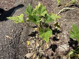 Attēlu rezultāti vaicājumam “Cucurbita pepo leaf”