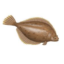 Image result for Myzopsetta ferruginea