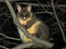Common Brushtail Possum (Trichosurus vulpecula)