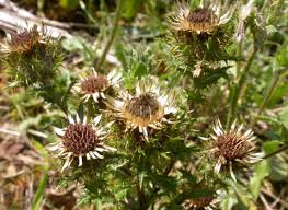 Attēlu rezultāti vaicājumam “Carlina vulgaris”