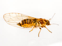 Attēlu rezultāti vaicājumam “Trioza dispar”