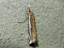 Attēlu rezultāti vaicājumam “Crambus hamella”