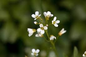 Attēlu rezultāti vaicājumam “Cardamine amara flower”