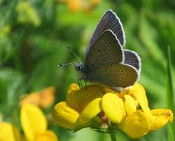 Attēlu rezultāti vaicājumam “Cyaniris semiargus male”