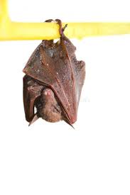 Attēlu rezultāti vaicājumam “Myotis dasycneme”