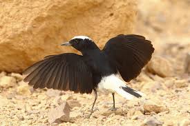 Image result for Oenanthe leucopyga