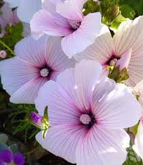 Image result for Lavatera trimestris