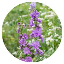 Image result for Delphinium consolida