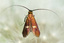 Attēlu rezultāti vaicājumam “Cauchas rufimitrella”