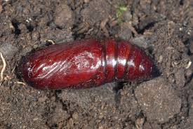 Attēlu rezultāti vaicājumam “Mythimna turca”