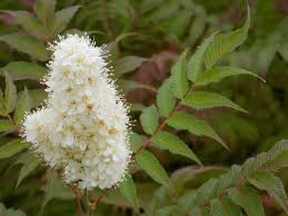 Attēlu rezultāti vaicājumam “Sorbaria sorbifolia fruit”