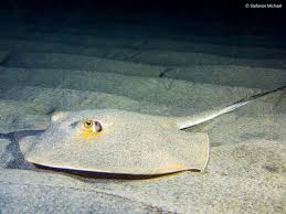 Image result for Dasyatis pastinaca
