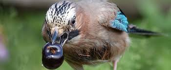 Attēlu rezultāti vaicājumam “Garrulus glandarius”