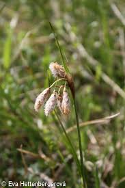 Attēlu rezultāti vaicājumam “Eriophorum angustifolium fruit”