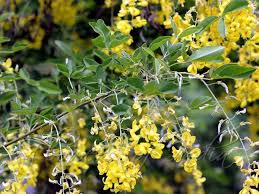Attēlu rezultāti vaicājumam “Laburnum anagyroides flower”