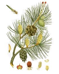 Attēlu rezultāti vaicājumam “Pinus sylvestris fruit”
