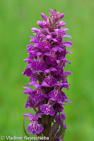 Attēlu rezultāti vaicājumam “Dactylorhiza majalis subsp. baltica flower”