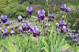 Image result for Iris