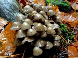 Attēlu rezultāti vaicājumam “Mycena stipata”