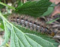 Attēlu rezultāti vaicājumam “Spilosoma lutea larva”