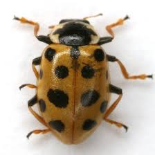 Attēlu rezultāti vaicājumam “Hippodamia tredecimpunctata”
