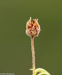 Attēlu rezultāti vaicājumam “Potentilla argentea fruit”