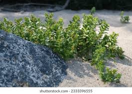 Attēlu rezultāti vaicājumam “Honckenya peploides leaf”