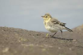 Attēlu rezultāti vaicājumam “Motacilla alba juvenile”
