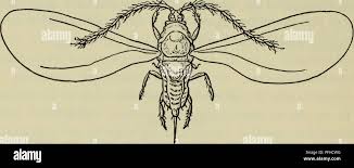 Attēlu rezultāti vaicājumam “Dienerella elongata”