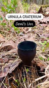 Attēlu rezultāti vaicājumam “Craterium sp.”