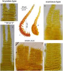Attēlu rezultāti vaicājumam “Fissidens bryoides sporophyte”
