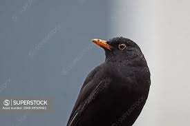 Attēlu rezultāti vaicājumam “Turdus merula male”
