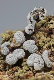 Attēlu rezultāti vaicājumam “Badhamia affinis spores”