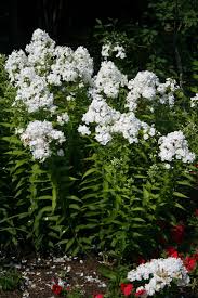 Attēlu rezultāti vaicājumam “Phlox paniculata”