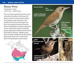 Attēlu rezultāti vaicājumam “Troglodytes troglodytes adult”