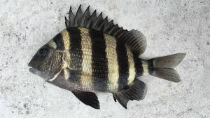 Image result for Archosargus rhomboidalis