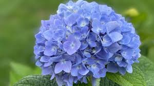 Attēlu rezultāti vaicājumam “Hydrangea”