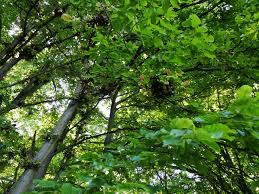 Attēlu rezultāti vaicājumam “Taphrina betulina”