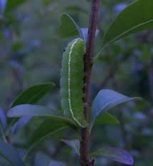 Attēlu rezultāti vaicājumam “Craniophora ligustri larva”