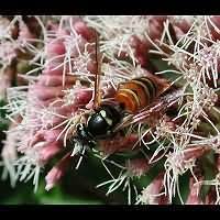 Attēlu rezultāti vaicājumam “Vespula rufa”