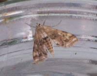 Attēlu rezultāti vaicājumam “Cataclysta lemnata”