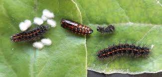 Attēlu rezultāti vaicājumam “Tenthredo scrophulariae exuvia”