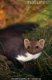 Attēlu rezultāti vaicājumam “Martes foina”