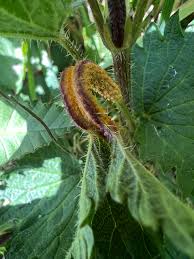 Attēlu rezultāti vaicājumam “Puccinia urticata”