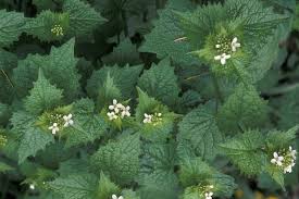 Attēlu rezultāti vaicājumam “Alliaria petiolata leaf”